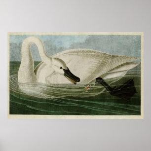 Plate 406 Trumpeter Swan Birds of America Poster