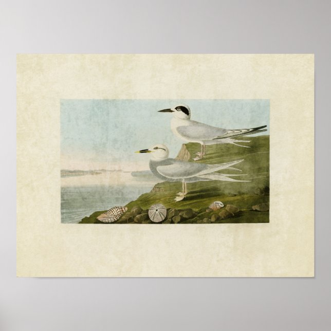 Plate 409 | Havell's Tern and Trudeau's Tern Poster (Front)