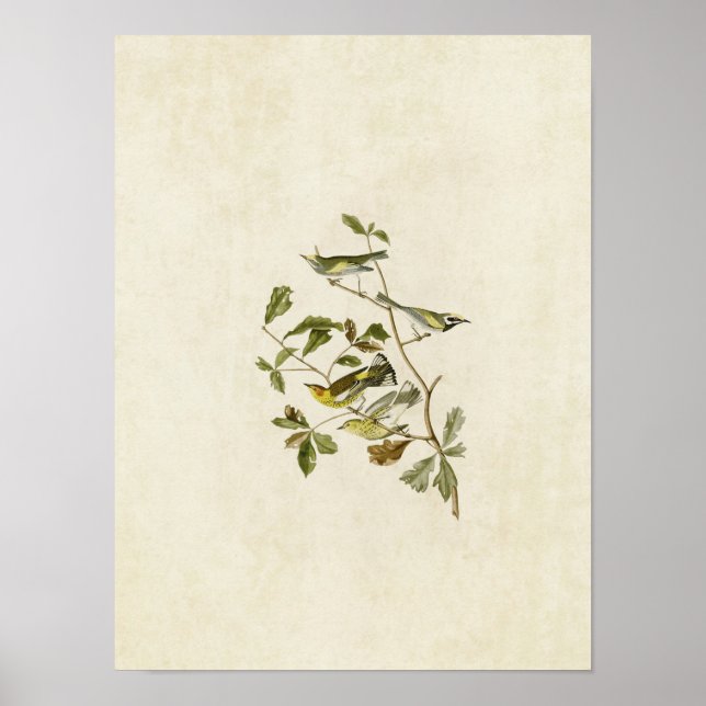 Plate 414 | Golden-Winged and Cape May Warblers Poster (Front)