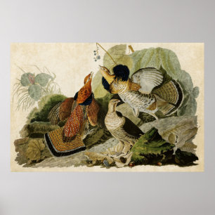 Plate 41 Ruffed Grouse Birds of America Poster