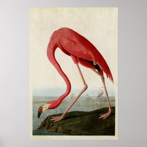 Plate 431  American Flamingo  Birds of America Poster