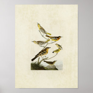 Plate 433 Orioles, Goldfinch and Thrushes Poster
