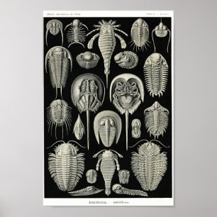 Plate 47. Aspidonia. Poster