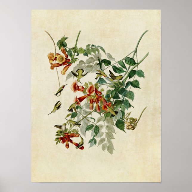 Plate 47 | Ruby-Throated Hummingbird Poster (Front)