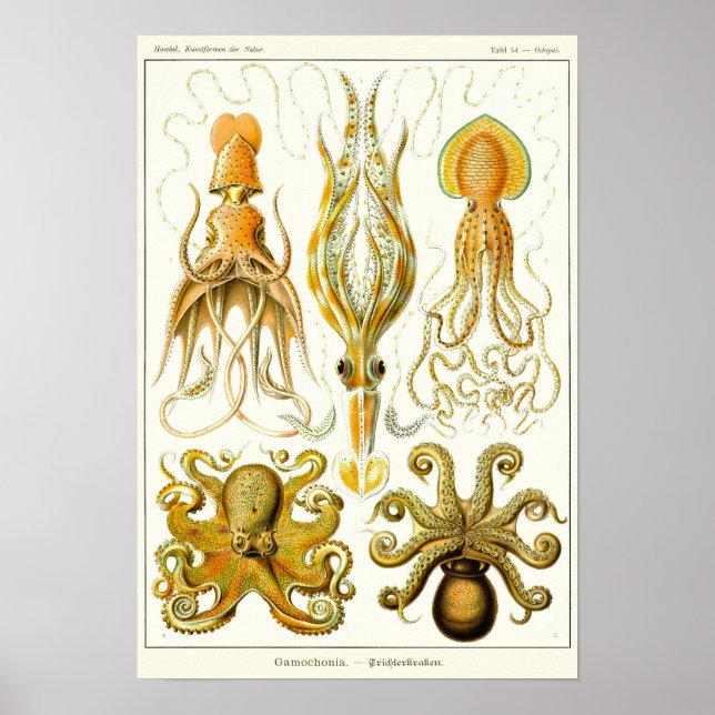 Plate 54. Gamochonia. Poster (Front)