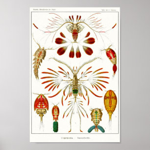 Plate 56. Copepods. Poster