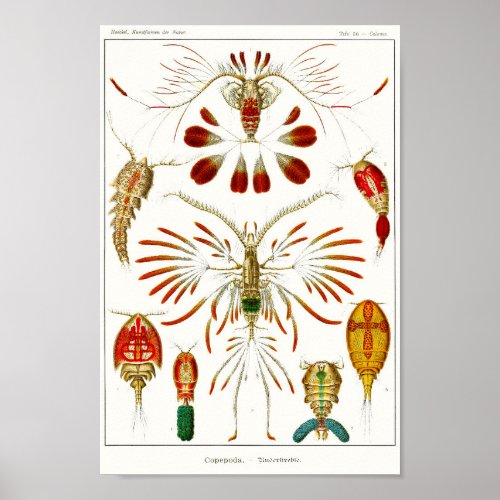 Plate 56 Copepods Poster