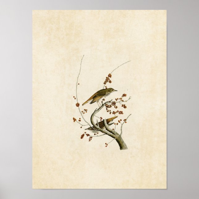 Plate 58 | Hermit Thrush | Birds of America Poster (Front)