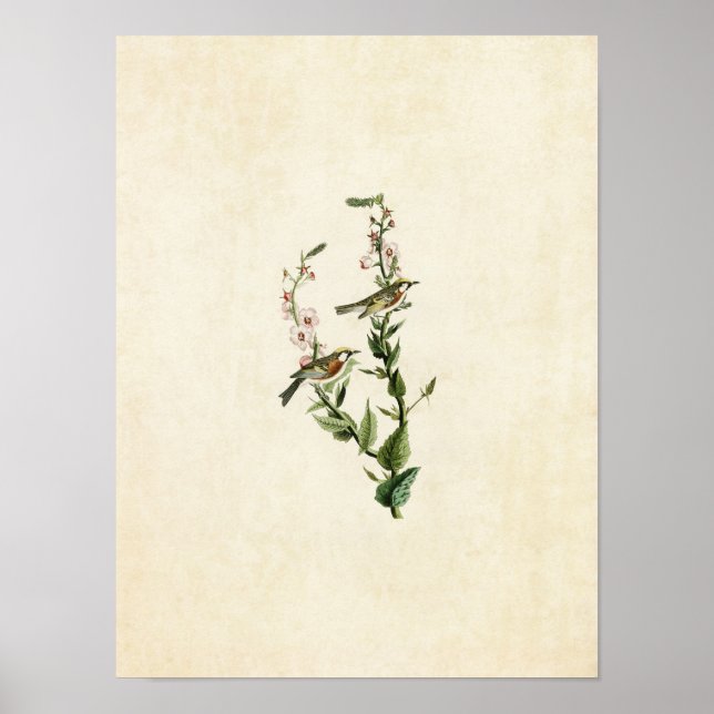 Plate 59 | Chestnut-Sided Warbler Poster (Front)