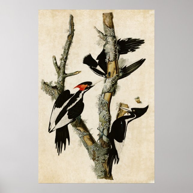Plate 66 | Ivory-Billed Woodpecker Poster (Front)