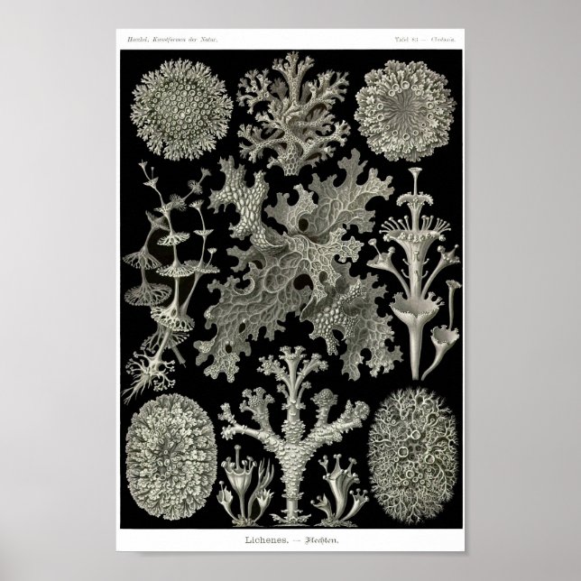 Plate 83. Lichens. Poster (Front)