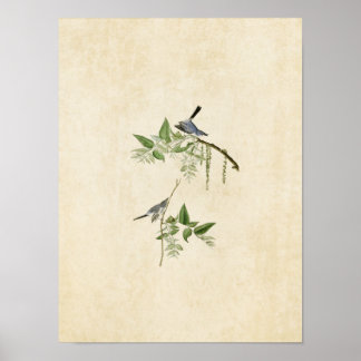 Plate 84 | Blue-Grey Flycatcher | Birds of America Poster