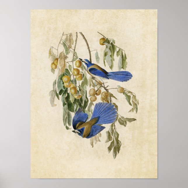 Plate 87 | Florida Jay | Birds of America Poster (Front)