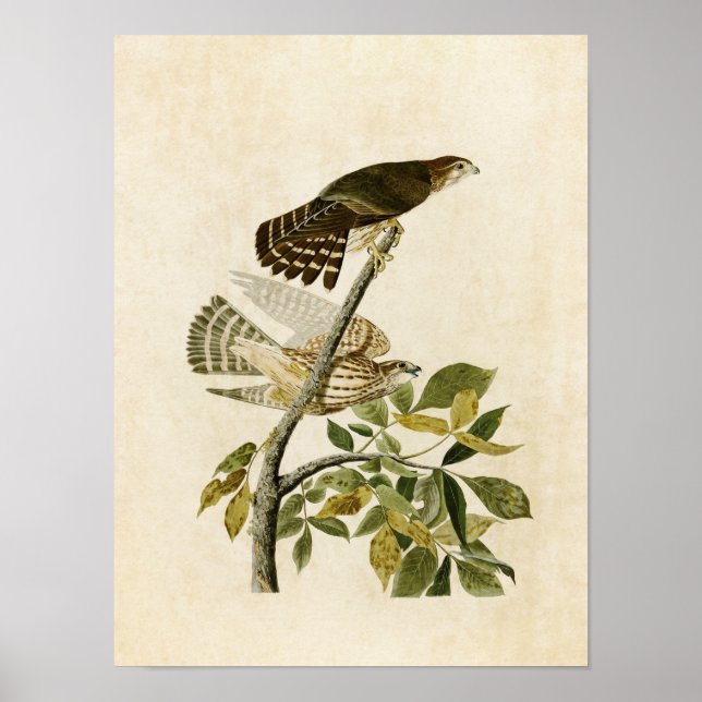 Plate 92 | Pigeon Hawk | Birds of America Poster (Front)
