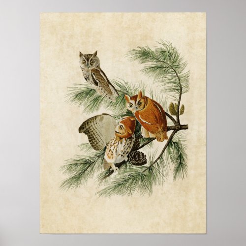 Plate 97  Little Screech Owl  Birds of America Poster