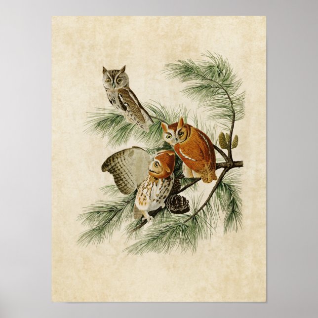Plate 97 | Little Screech Owl | Birds of America Poster (Front)