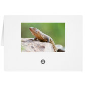 Plated Lizard (Back Horizontal)