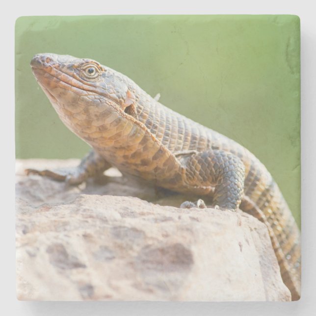 Plated Lizard Stone Coaster (Front)