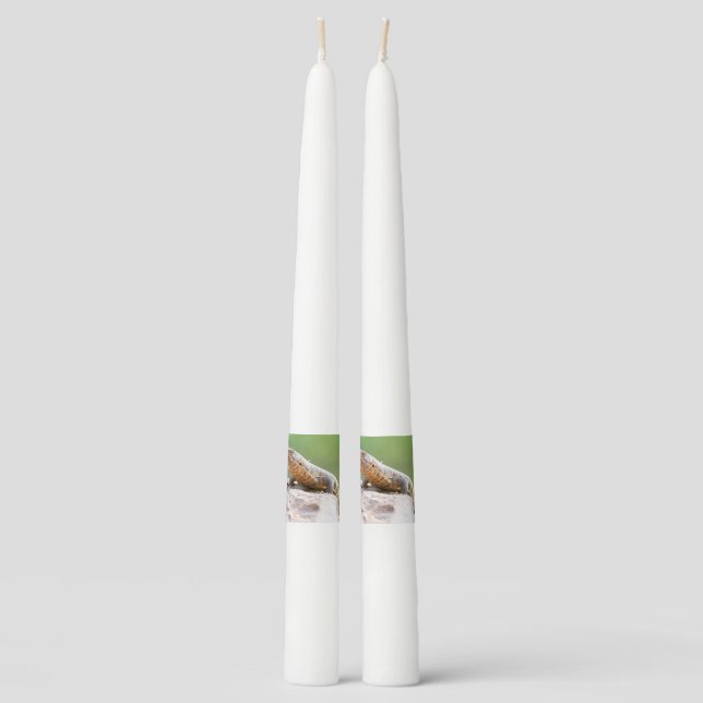 Plated Lizard Taper Candle (Front)