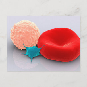 Platelet, Red And White Blood Cells Postcard