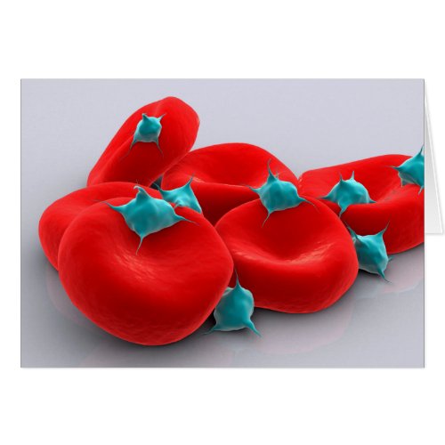 Platelets With Red Blood Cells 1
