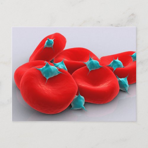 Platelets With Red Blood Cells 1 Postcard
