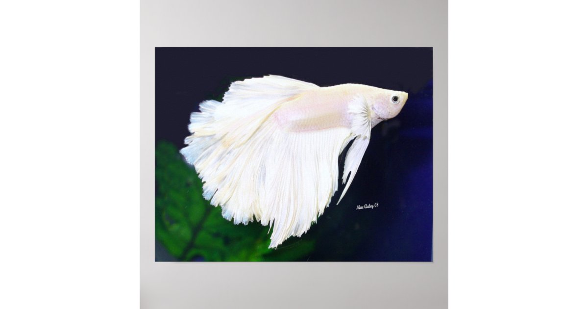 Platinum Betta fish poster | Zazzle