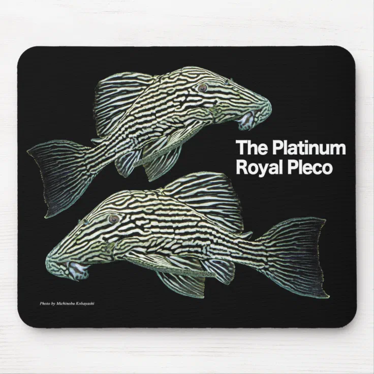 royal pleco