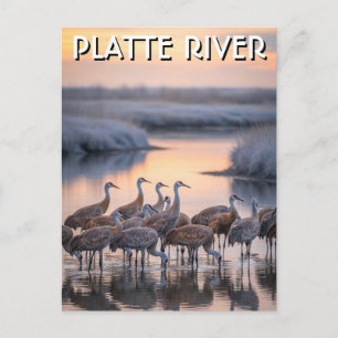 Platte River Sandhill Cranes Nebraska Travel Postcard