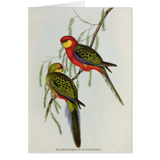 Platycercus Icterotis Cards (Front)