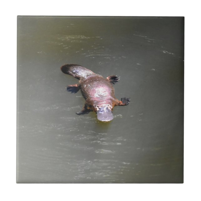 PLATYPUS EUNGELLA NATIONAL PARK AUSTRALIA CERAMIC TILE (Front)