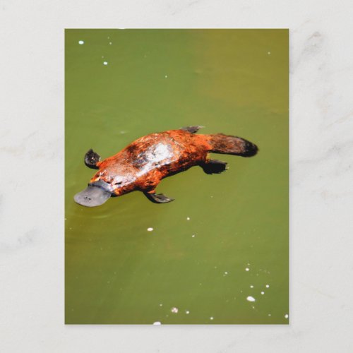 PLATYPUS EUNGELLA NATIONAL PARK AUSTRALIA POSTCARD