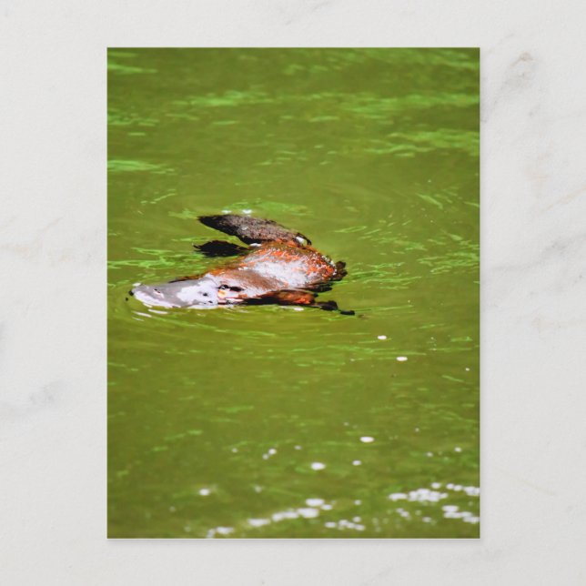 PLATYPUS IN WATER EUNGELLA AUSTRALIA POSTCARD (Front)