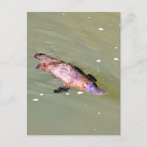 PLATYPUS IN WATER EUNGELLA AUSTRALIA POSTCARD