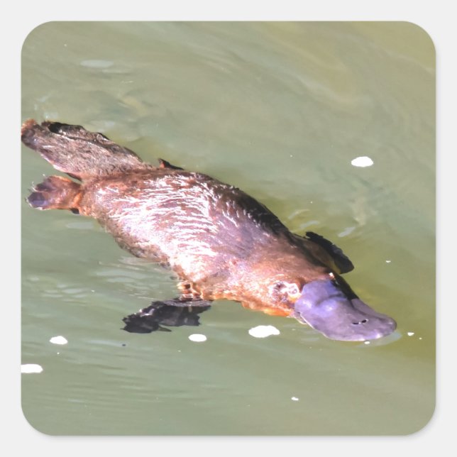 PLATYPUS IN WATER EUNGELLA AUSTRALIA SQUARE STICKER (Front)