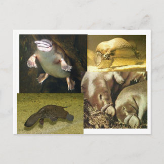 Platypus Panorama Postcard