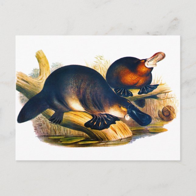 Platypus Postcard (Front)