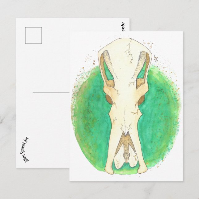 Platypus Skull Postcard (Front/Back)