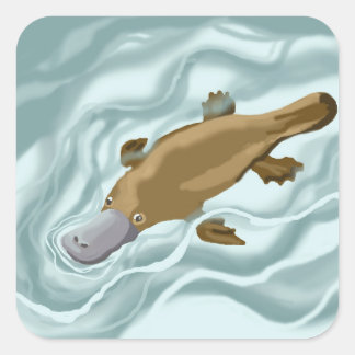 Platypus square sticker