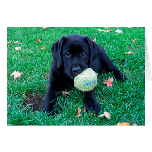 Play Ball _ Labrador Puppy _ Black Lab