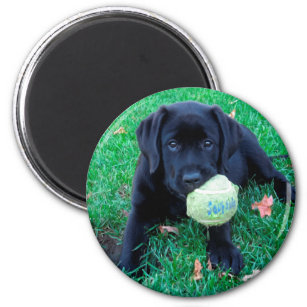 Play Ball - Labrador Puppy - Black Lab Magnet