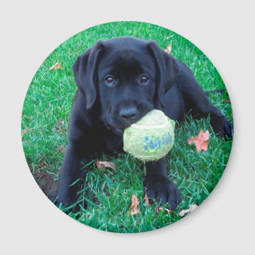 Play Ball _ Labrador Puppy _ Black Lab Magnet