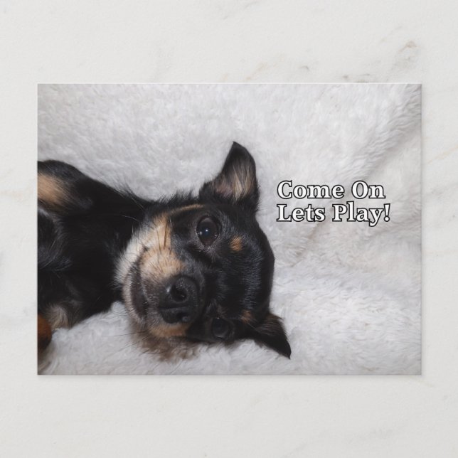 Play chihuahua Postcard (Front)