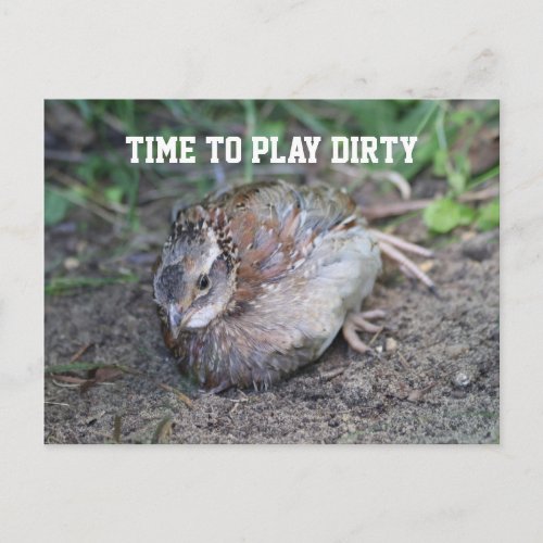 Play Dirty Bob White Quail Taking a Dirt Bath Postcard