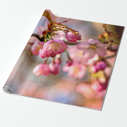 Play Of Light And Shadow On Sakura Flower Petals Wrapping Paper