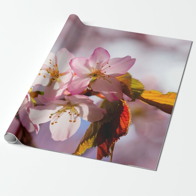 Play Of Light And Shadow On Sakura Petals Wrapping Paper (Unrolled)