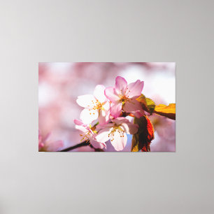 Play Of Sunlight And Shadow On Sakura Petals Canvas Print