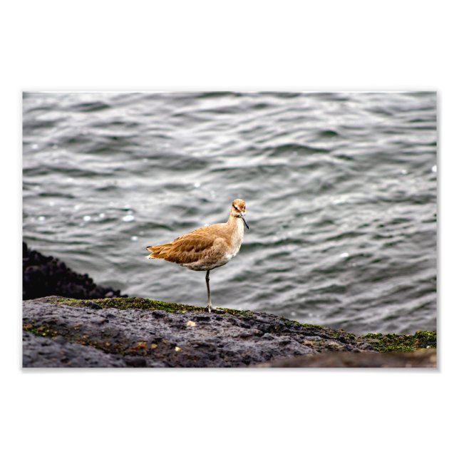 Playa Del Rey Photo Print (Front)