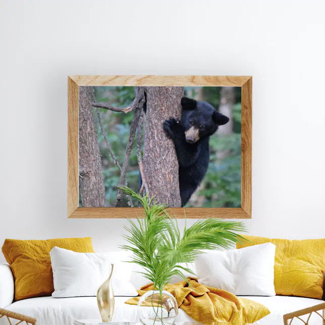 Playful Baby Black Bear Cub in Tree Photo Poster | Zazzle