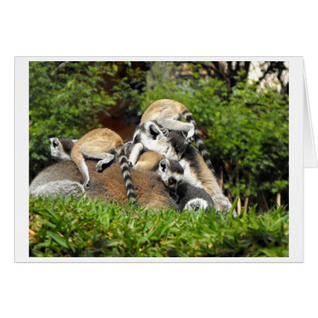 Playful baby Ring tailed Lemurs Cards (Front Horizontal)